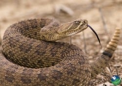 Neotropical Rattlesnake