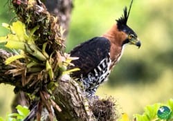 Ornate Hawk Eagle