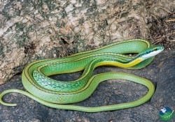 Parrot Snake