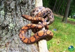 rainbow boa