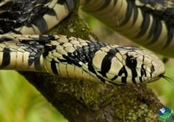 Rat Snake