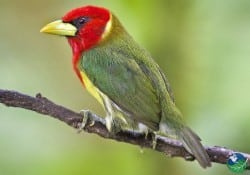 Red Headed Barbet