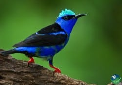 Red legged Honey Creeper