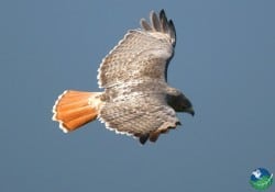 Red-tailed Hawk