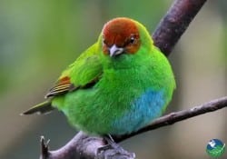 Rufous Winged Tanager