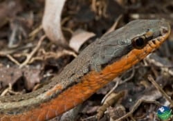 salmon bellied racer