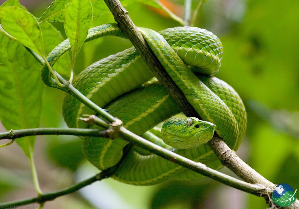 poisonous snakes in costa rica