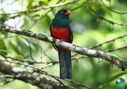 Slaty Tailed Trogon