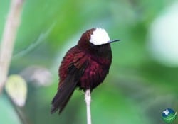 Snowcap in Turrialba