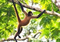 Spider monkey