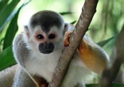 Squirel Monkey