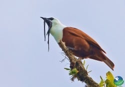 Three Wattled Bellbird