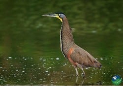 Tiger-heron