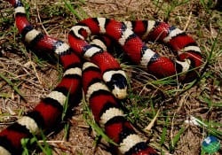 Tropical Milk Snake