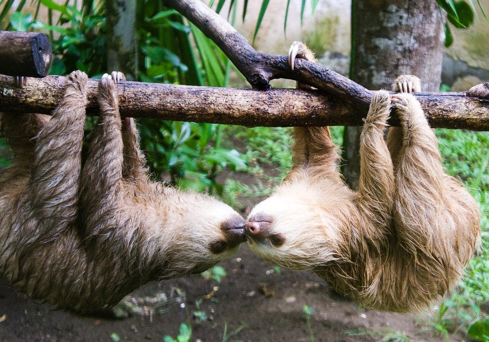 3 toed sloth predators