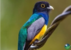 Violaceous Trogon