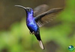 Violet Sabrewing