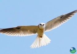 White-tailed Kite