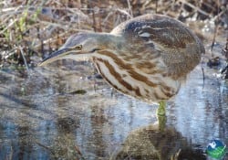 american-bittern