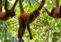 Monkeys in Corcovado