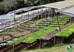 Hydrophobic Garden Cabanas Los Pinos
