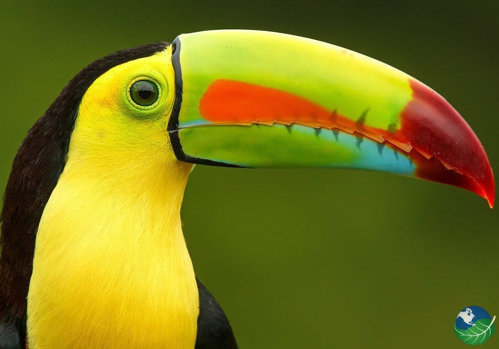 Birds of Costa Rica - Including the Costa Rica National Bird