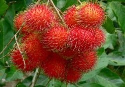 rambutan