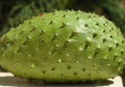 soursop fruit