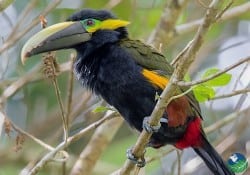 κίτρινο αυτί toucante