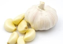 Garlic