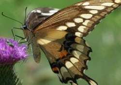 Giant Swallowtail