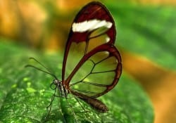 Glasswing Butterfly