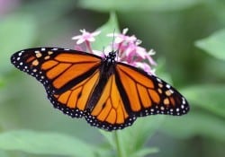 Monarch Butterfly