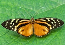Tiger Clear Wing