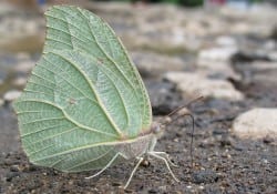 White Angled Sulphur