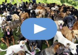 Dogs Video