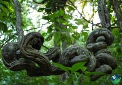 Root formations in Cabo Blanco