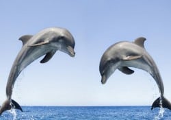 Bottlenose Dolphin
