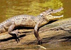 Caiman of Costa Rica