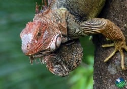 Iguana in Carara