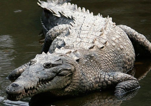 Costa Rica Crocodiles and Caimans - The Monsters of the Rich Coast