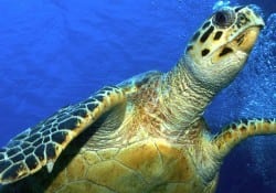 Hawksbill Sea Turtle