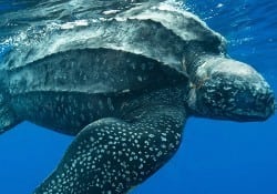 Leatherback Sea turtle