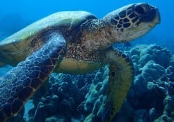 Olive Ridley