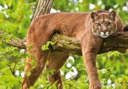 The Costa Rica Jaguar and other Wild Cats of the Rich Coast
