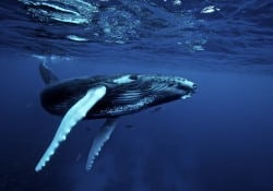 Southern Hemisphere Humpback Whale