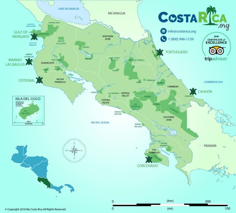 Costa Rica Turtles - Nesting times and when to Visit!