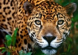 Jaguar Rescue Center, Chocolate House & Waterfall Tour with Willie’s Tours