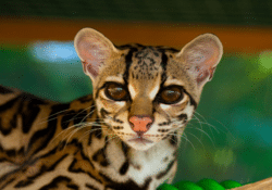 margay
