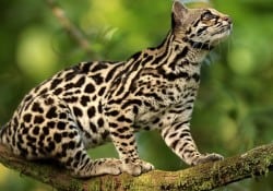 The Costa Rica Jaguar and other Wild Cats of the Rich Coast